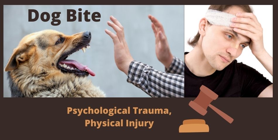  Dog Bite